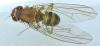 Drosophila funebris
